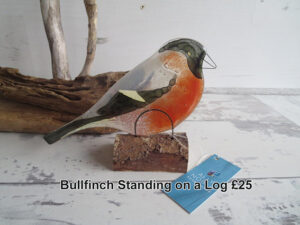 Bullfinch Standing on a Log